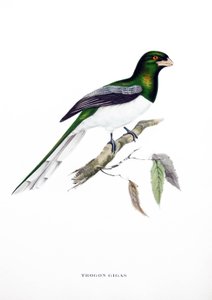 Giant Trogon, Bird from India by John Gould
