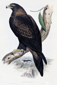 Golden Eagle (Aquila chrysaetos), lithograph from Birds of Australia and Great Britain by John Gould by John Gould