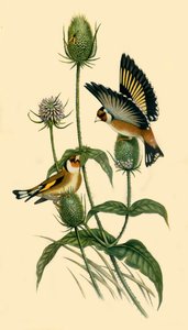 Goldfinches