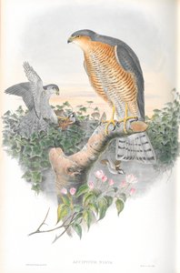 Illustration of Accipiter Nisis (Sparrow-hawk)