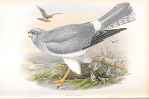 Illustration of Circus Cyaneus (Hen Harrier)
