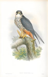 Illustration of Falco Subbuteo (Hobby)