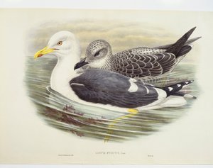 Lesser black-backed gull (Larus fuscus), illustration