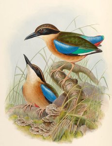 Mangrove Pitta (Blue-winged Pitta) Pitta megarhyncha Schlegel