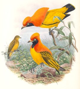 Masked Bowerbird