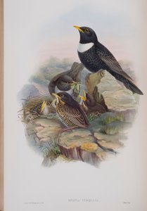 Merula Torquata, plate from The Birds of Great Britain by John Gould, published 1862-73