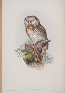Nyctale Tengmalmi, plate from The Birds of Great Britain by John Gould, published 1862-73