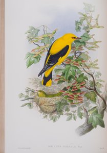 Oriolus Galbula, plate from The Birds of Great Britain by John Gould, published 1862-73