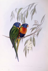 Ornate Lorikeet