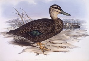 Pacific black duck (Anas superciliosa), Engraving by John Gould