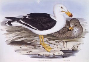 Pacific gull (Larus pacificus), Engraving by John Gould