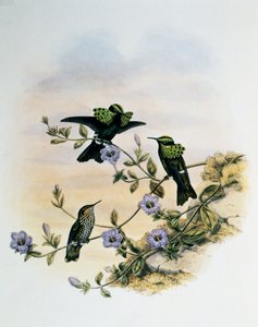 Peacock Coquette (Lophornis pavoninus), engraving from Monograph of Trochilidae or Humming Birds, by John Gould, United Kingdom by John Gould