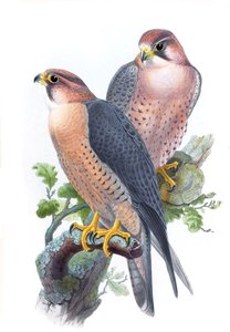 Peregrine Falcon, (Red-capped Falcon) Falco peregrinus babylonicus Sclater