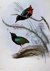 Rainbow Pitta (Pitta iris), engraving from Birds of Australia