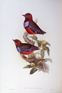 Red-Bellied Pitta (Pitta erythrogaster), Engraving by John Gould