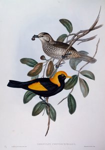 Regent Bowerbird (Sericulus chrysocephalus), engraving from Birds of Australia