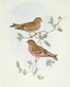 Rosy Finch (Erythrospiza incarnata), Engraving by John Gould