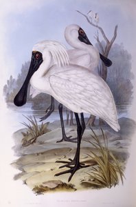 Royal spoonbill (Platalea regia), Engraving by John Gould