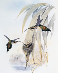 Scale-throated Hermit (Phaethornis eurynome), engraving from Monograph of Trochilidae or Humming Birds, by John Gould by John Gould