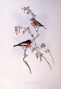 Scarlet Robin (Petroica multicolor), Engraving by John Gould by John Gould