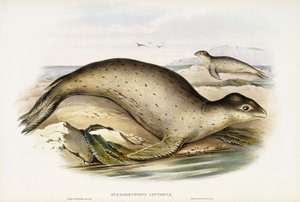 Sea Leopard