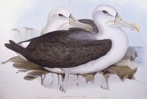 Shy Albatross (Thalassarche cauta), Engraving by John Gould