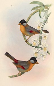 Silver-eared Mesia (Silver-eared Leiothrix) Leiothrix argentauris (Hodgson)