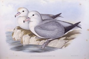 Southern fulmar (Fulmarus glacialoides), Engraving by John Gould