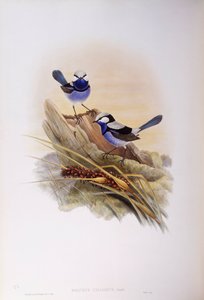 Splendid fairywren (Malurus splendens), Engraving by John Gould