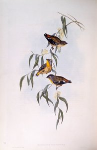 Spotted pardalote (Pardalotus punctatus), Engraving by John Gould