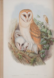 Strix Flammea, Plate from The Birds of Great Britain by John Gould, Published 1862-73