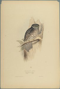 Noctua
