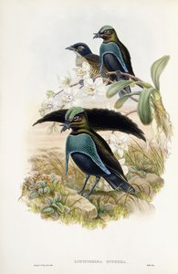 Superb Bird of Paradise