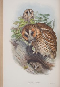 Syrnium Aluco, Plate from The Birds of Great Britain by John Gould, Published 1862-73
