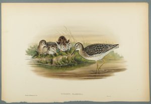 Wood Sandpiper