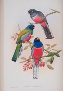 Trogon Variegatus, plate from The Birds of Great Britain by John Gould