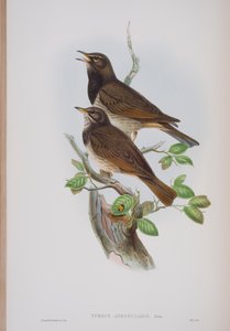 Turdis Atrogularis, plate from The Birds of Great Britain by John Gould, published 1862-73
