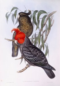 Two parrots perching on branch, engraving