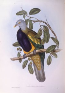 Wompoo fruit-dove (Ptilinopus magnificus), Engraving by John Gould