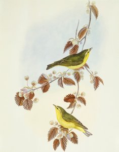 Wood warbler (Phylloscopus sibilatrix), Engraving by John Gould