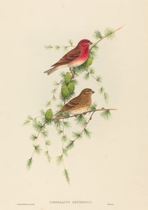 Common Rose Finch by John Gould and H.C. Richter