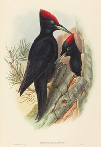 Great Black Woodpecker (Dryocopus martius) by John Gould and H.C. Richter