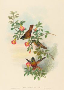 Golden Star-frontlet