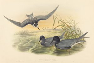 Black Tern