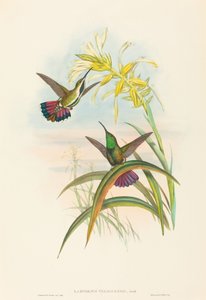 Veraguan Mango by John Gould and H.C. Richter