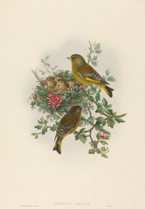 Greenfinch by John Gould and H.C. Richter