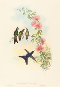 Small-billed Thornbill