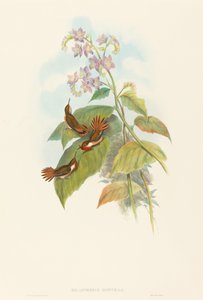 Scintillant Hummingbird by John Gould and H.C. Richter