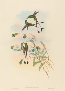 Spathura peruana (Peruvian Racket-Tail) by John Gould and H.C. Richter
