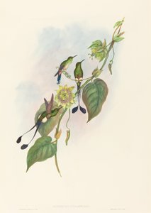 White-footed Racket-Tail by John Gould and H.C. Richter